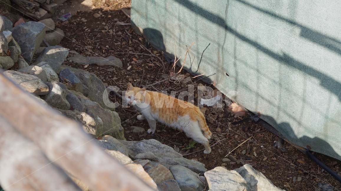 cheese cat,stray cat,cat,nose short,cheese