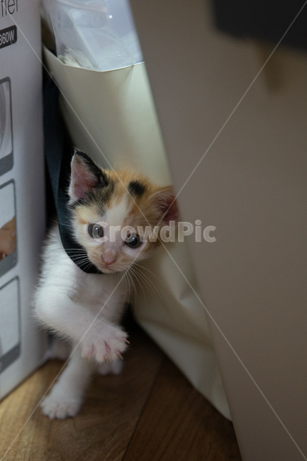 고양이,아기고양이,pet,새끼고양이,cat,귀여운고양이,kitten,kitty,cutecat,동물,animal,포유류,mammal,고양이,cat,kitten,kitty