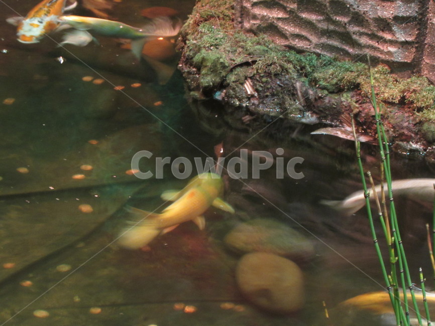 물고기,연못,자연,동물,몽환,감성,fish,pool,nature,animal