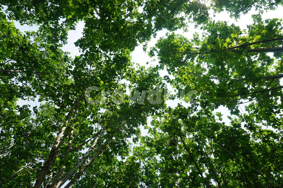 나무,햇살,초록,나뭇잎,푸릇,자연,풍경,nature,landscape,tree,plant,식물