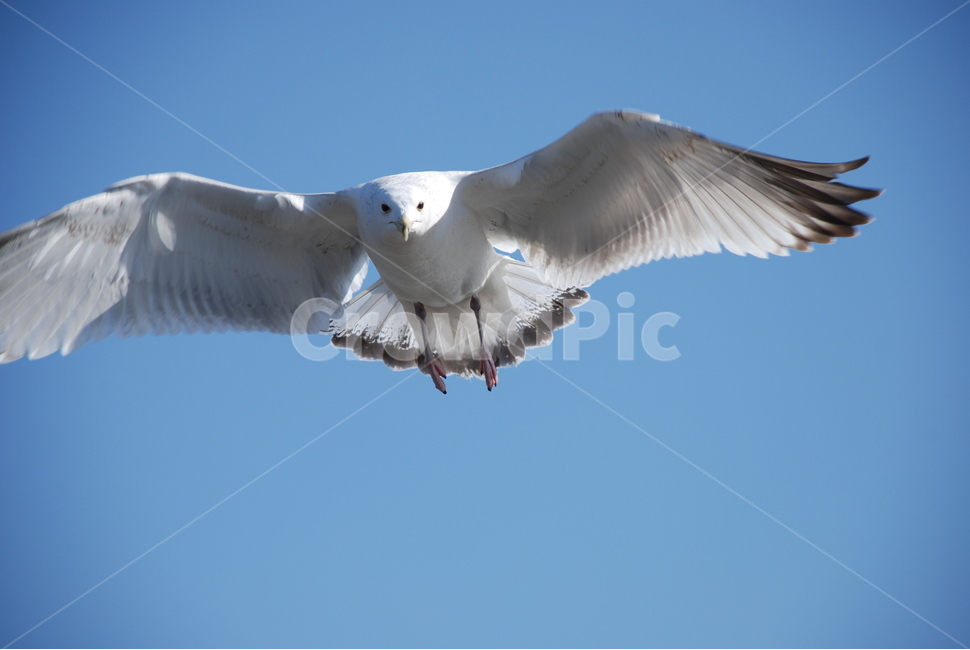 갈매기,새,하늘,비행,바다새,동물,animal,조류,새,birds