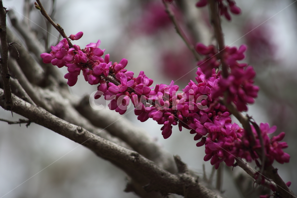 박태기나무,박태기꽃,봄,밥티나무,chinessredbud,CercischinensisBunge