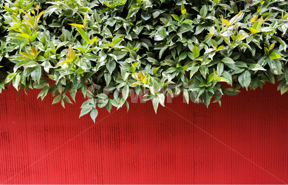 색감,빨강,빨간벽,벽,잎,푸른색,red,wall,green,leaf,빨간색,칼라,color,plant,식물