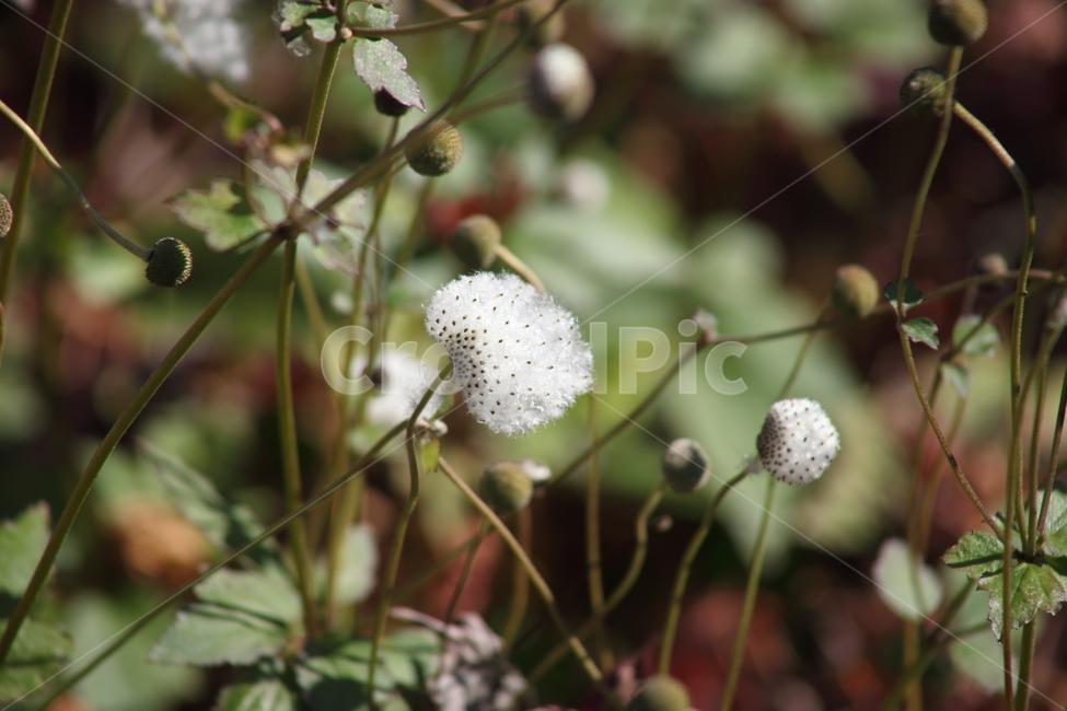 열매,종자,번식,식물,seed,식물,자연,plants,nature,꽃,flower