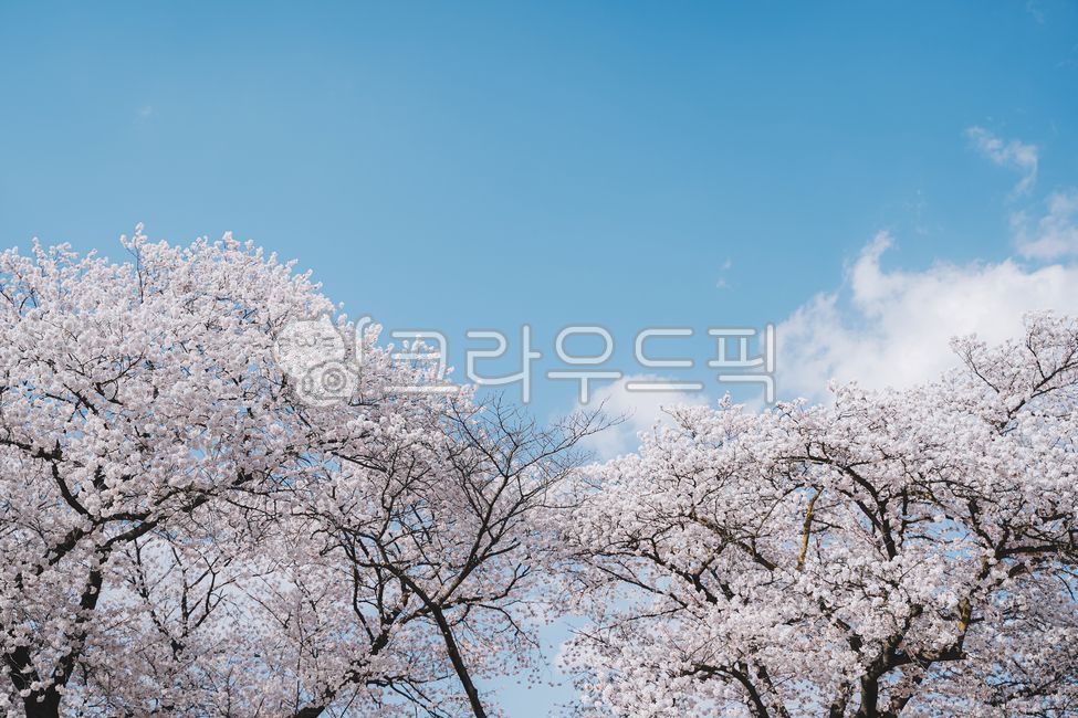 April,sky,cherry blossom,spring flower,cloud,flower