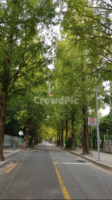 가로수,도로,아스팔트,road,asphalt