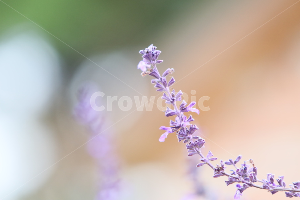 꽃,야생화,자연,들꽃,식물,식물,자연,plants,nature,꽃,flower