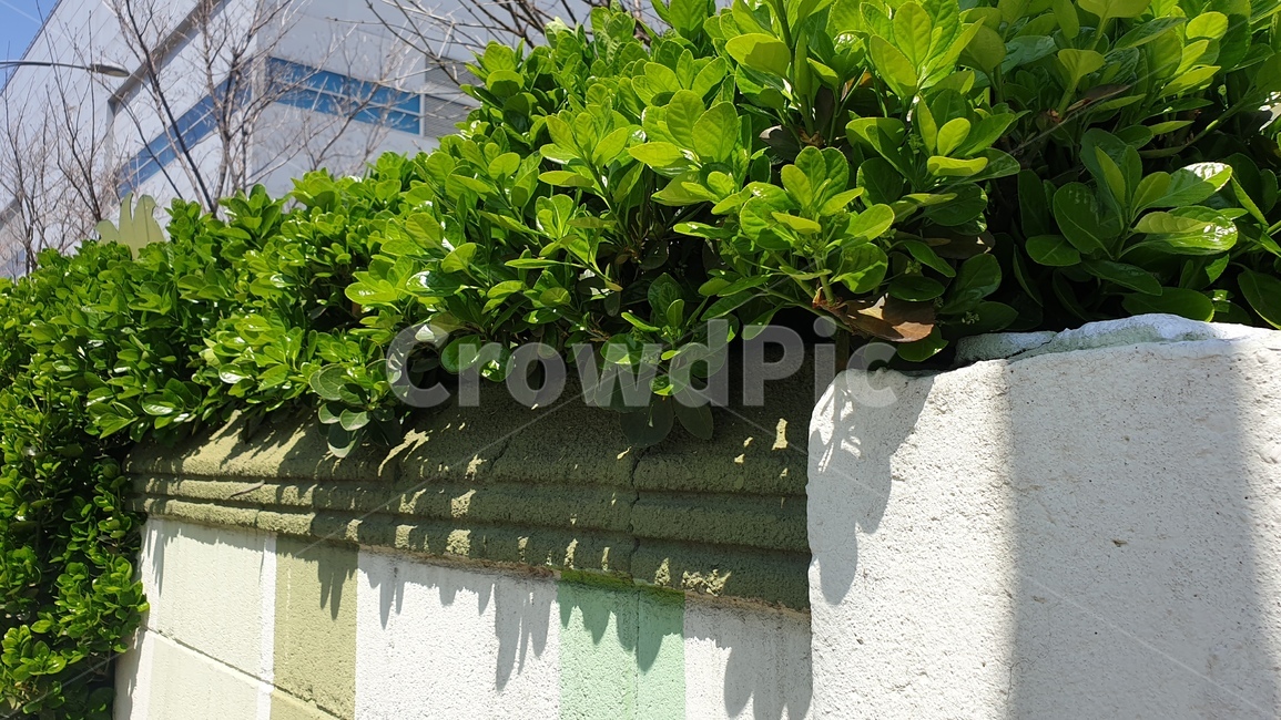 봄,맑음,담벼락,여름,나무,식물,자연,plants,nature