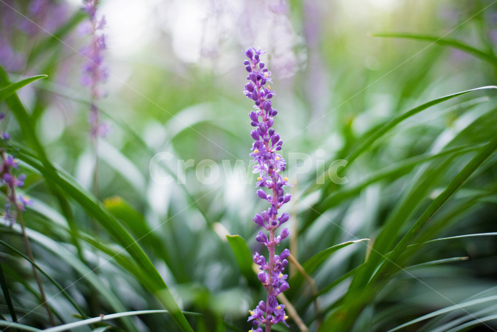 맥문동,울산꽃,보라색꽃,꽃,가을꽃,식물,자연,plants,nature,꽃,flower