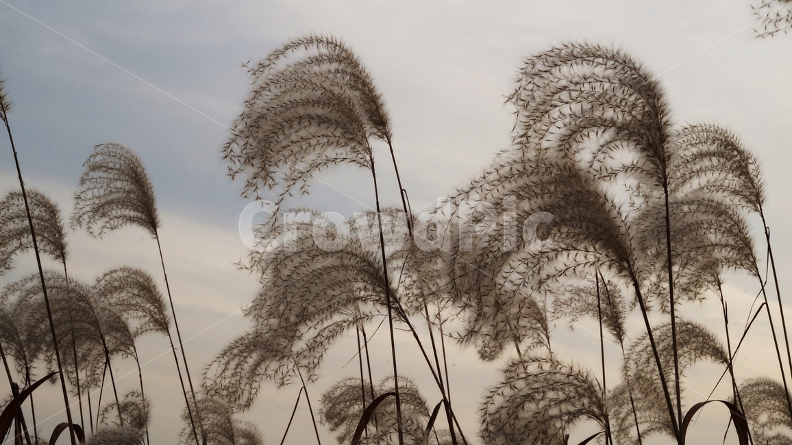 가을,가을풍경,하늘공원,갈대,억세풀,가을,계절,fall,autumn,season,식물,자연,plants,nature,grass,잔디,plant,lawn,reed