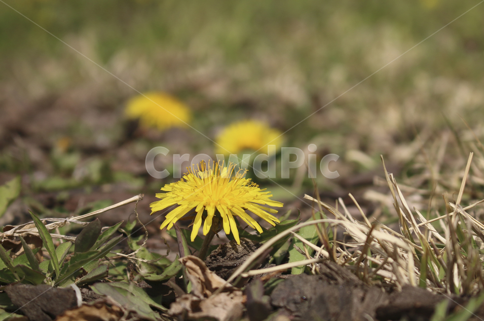 plant,식물,leaf,잎,spring,봄,yellow,노란,flower,blossom,꽃,yellowflower,노란꽃,민들레