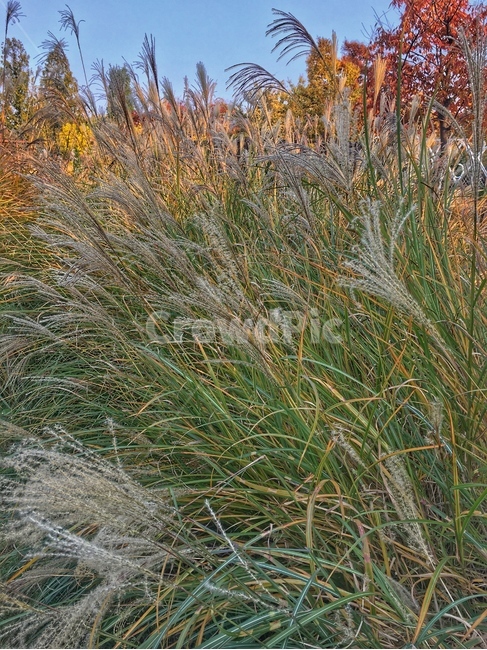 plant,식물,grass,잔디,갈대,가을,풍경,자연,한적함,바람