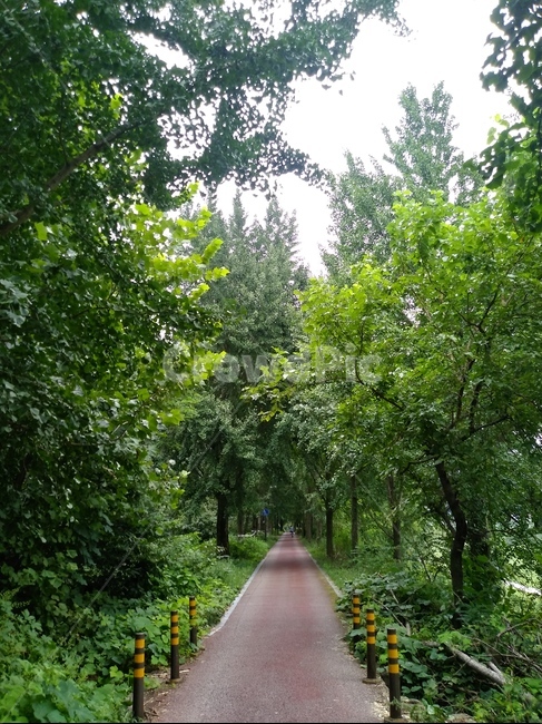 나무,tree,숲,forest,green,식물,자연,plants,nature,나무,trees,wood