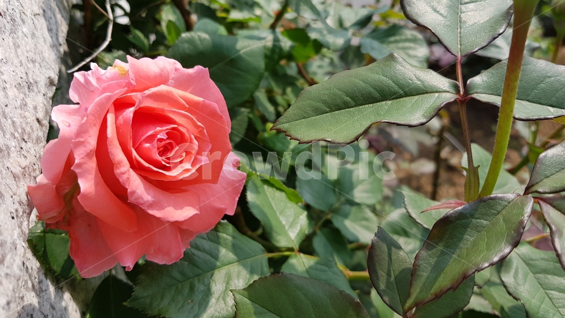 장미꽃,장미,들장미,벽화,분홍장미,식물,자연,plants,nature,꽃,flower