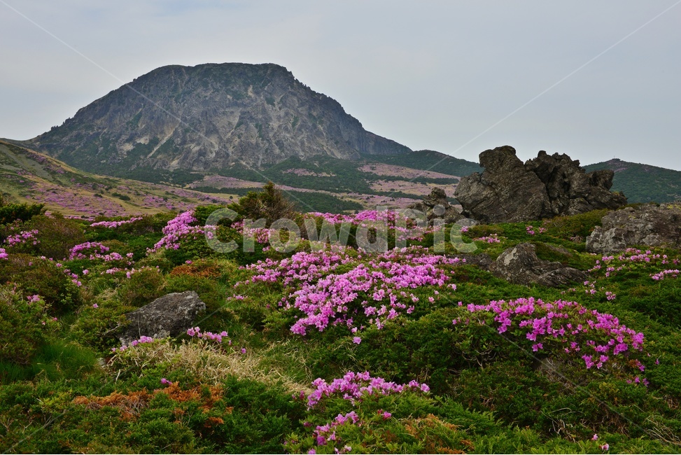 제주,한라산,한라산철쭉,한라산봄,봄,계절,철쭉,철쭉꽃,영실,윗세오름,언덕,plant,식물,nature,자연,outdoors,옥외,경치,경관,풍경,비경,제주비경,제주봄,자연,풍경,nature,landscape
