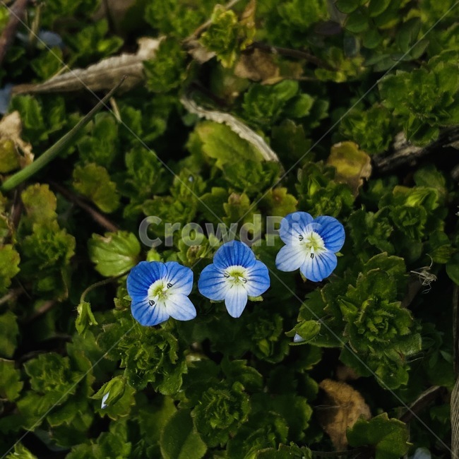 들꽃,들풀,봄,큰개불알풀,개불알풀,봄꽃,plant,blossom,flower,식물,꽃