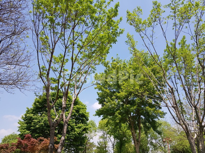 나무,하늘,자연,풍경,구름