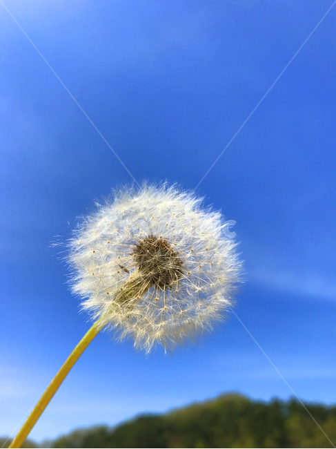 plant,식물,민들레,민들레홀씨,하늘,sky,식물,자연,plants,nature