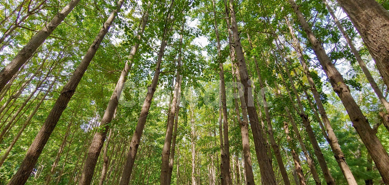 vegetation,초목,plant,식물,tree,나무,land,나라,nature,자연,outdoors,옥외,forest,숲,woodland,삼림지,서울숲