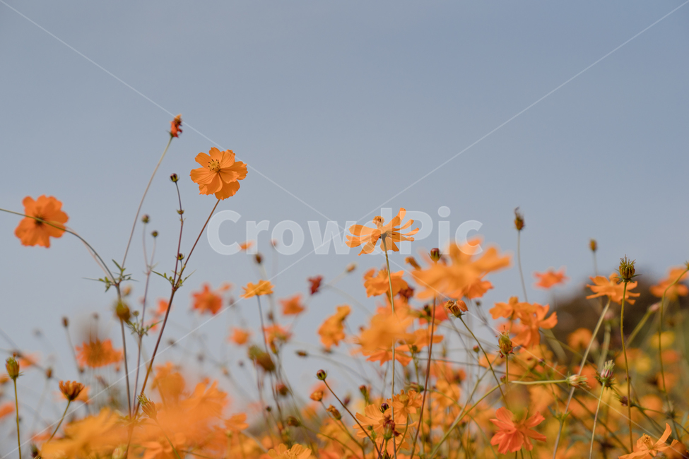 코스모스,황화코스모스,주황색,꽃,자연,풍경,가을,계절,fall,autumn,season,식물,자연,plants,nature,꽃,flower,leaf,잎,plant
