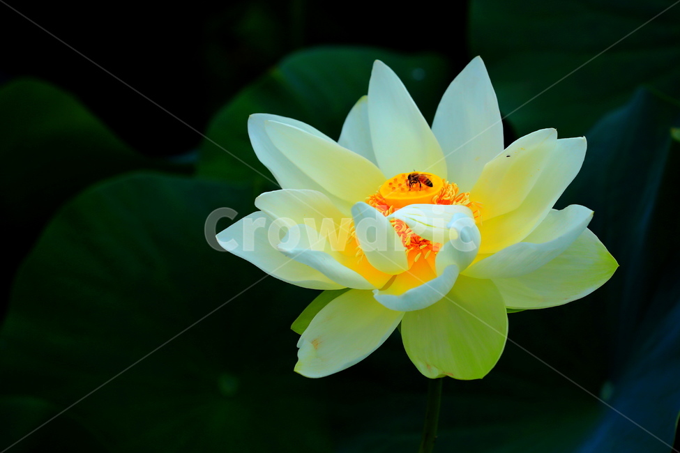 연,백연,부용,만다라화,연꽃,식물,자연,plants,nature,꽃,flower