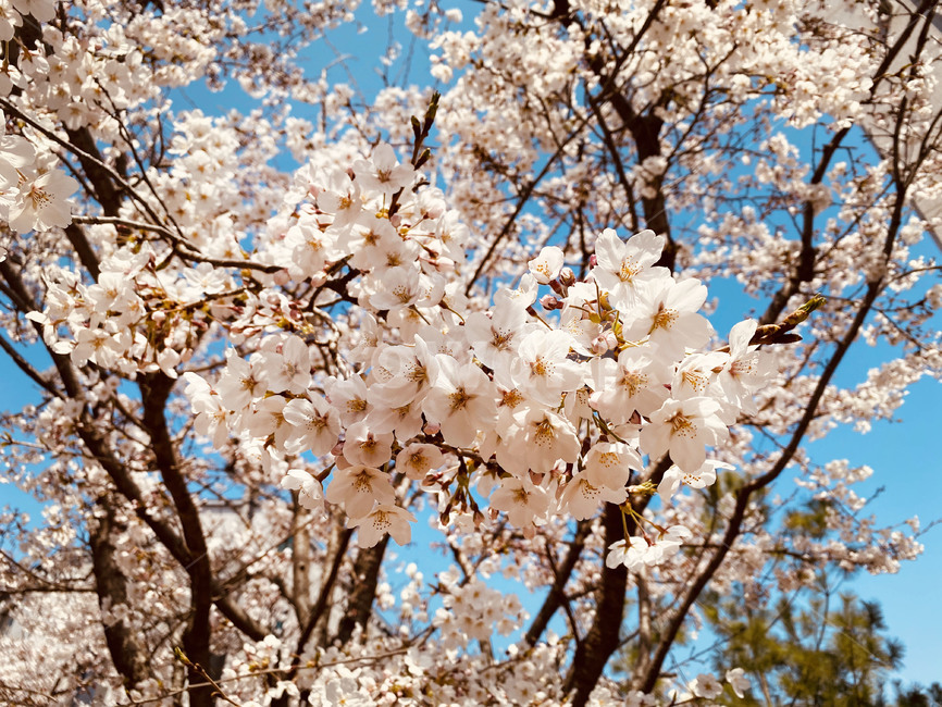plant,식물,flower,blossom,꽃,cherryblossom,벚꽃,봄,spring,봄꽃