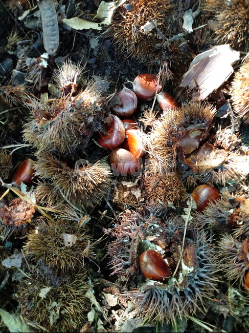 plant,식물,밤,열매,알밤,햇밤