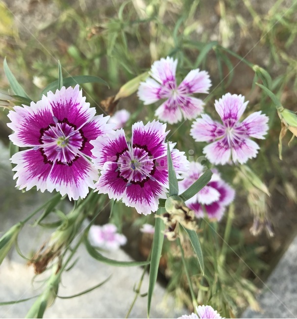 flower,플라워,꽃,자연,식물,식물,자연,plants,nature,꽃,flower