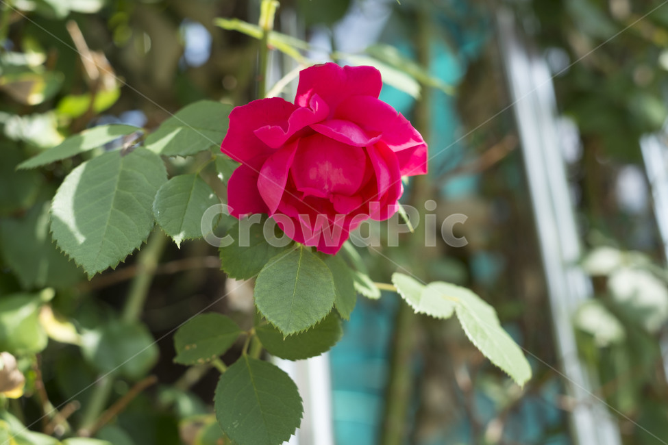 꽃,장미,빨강,빨간꽃,rose,flower,red,식물,자연,plants,nature,꽃,flower