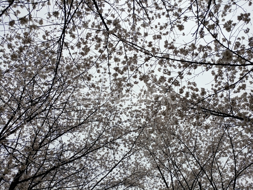 벚꽃놀이,나무,하늘,꽃놀이,자연
