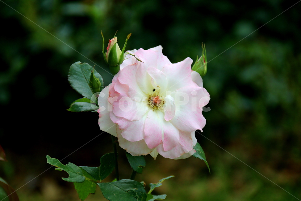 꽃,식물,장미,자연,봄,식물,자연,plants,nature,꽃,flower