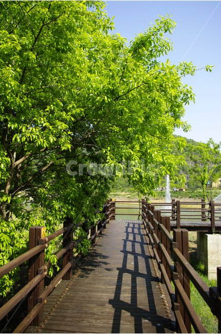 나무,풍경,풍광,초록,자연,나무길,길,color,숲,자연,풍경,nature,landscape,outdoors,옥외
