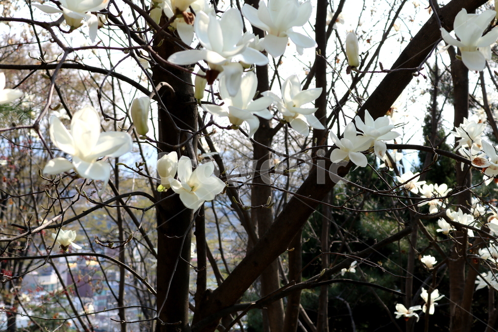 목련,꽃,목련꽃,나무,식물,흰꽃,봄,자연,식물,자연,plants,nature,꽃,flower