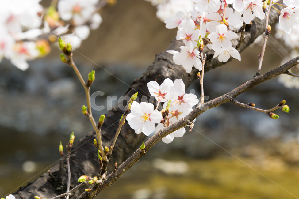 봄,벚꽃,식물,나무,근접촬영,자연,울산,무거천,봄,계절,spring,season,식물,자연,plants,nature,꽃,flower,plant