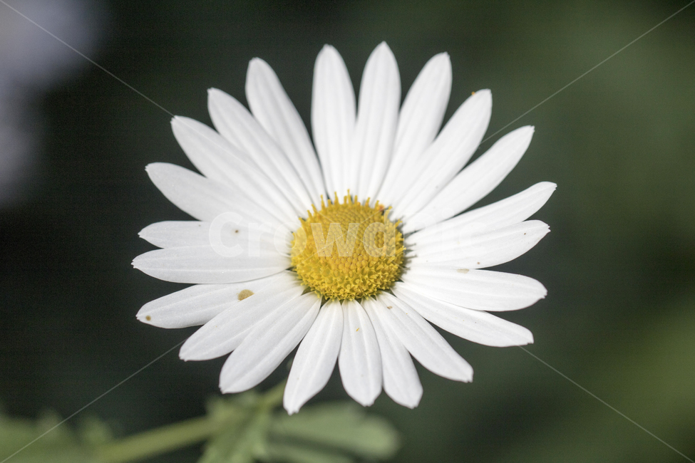국화,구절초,꽃,꽃밭,식물,자연,가을,클로즈업,접사,식물,자연,plants,nature,꽃,flower