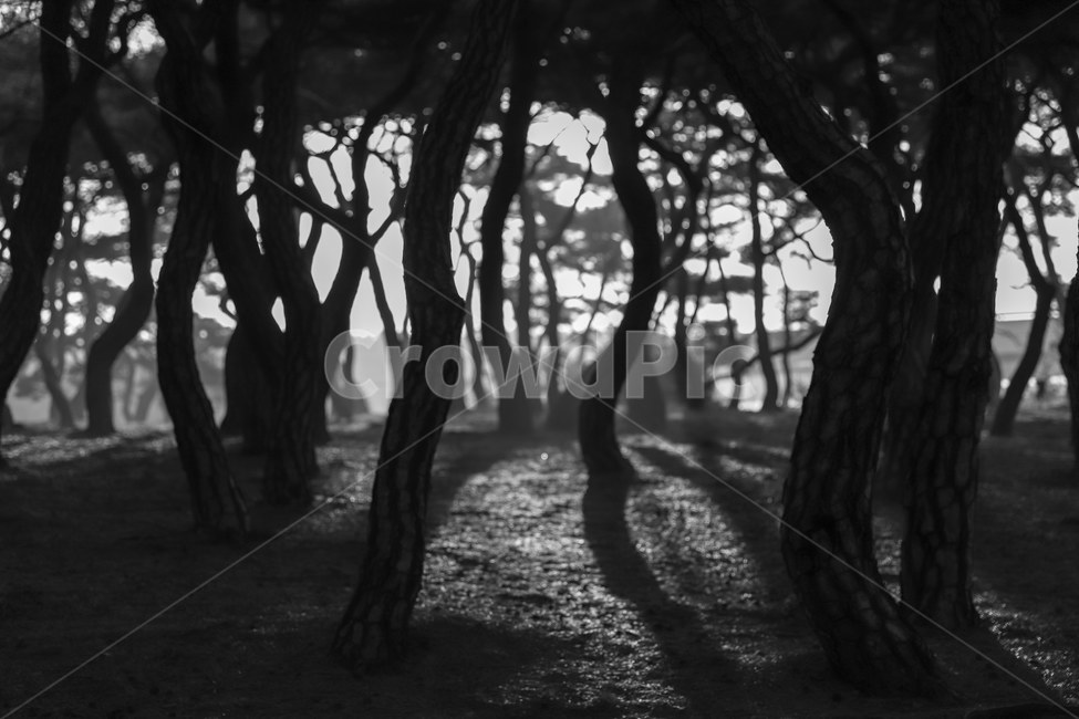 흥덕왕릉,소나무,일출,흑백사진,경주,흥덕왕릉일출,자연,풍경,nature,landscape,한국자연풍경,한국자연경관,korea nature landscape,식물,plants,나무,trees,wood,흑백,모노톤,monochrome,black and white,plant,tree,tree trunk,나무 줄기