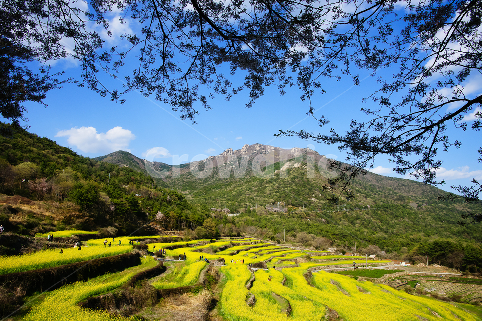 spring,spring flowers,sky,mountain,Cherry Blossom,nature,fluid flower,spring scenery,flower