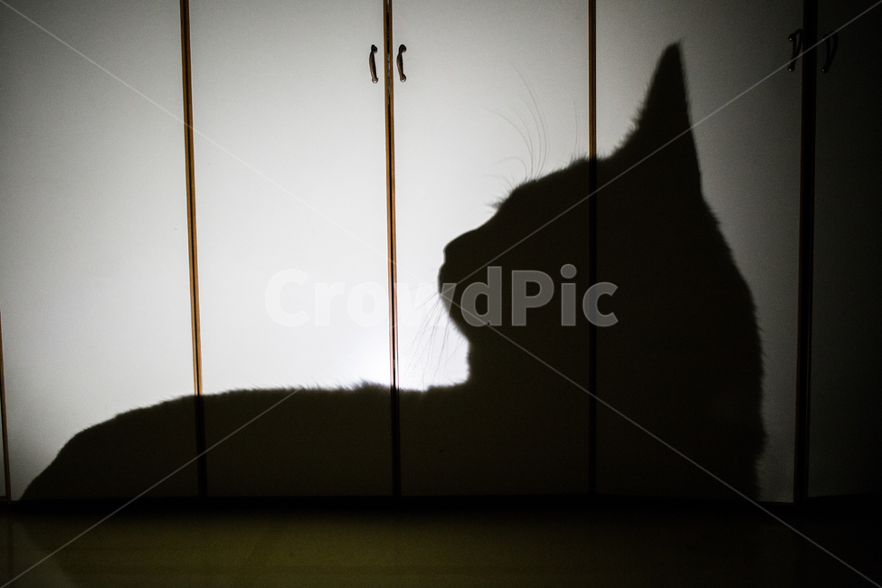 고양이,호랑이,야옹이,반려묘,그림자,실루엣,동물,동물,animal,포유류,mammal,고양이,cat,kitten,kitty,실루엣,그림자,silhouette,shadow