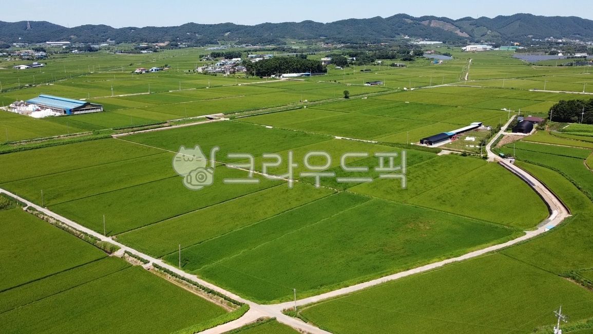rural,drone shot,farmvillage,view map,agricultural,Town,farm,aerialview,village,farmingseason,Farming season,Rural,ricepaddy,green,nature,countryside,rice,drone,farmingarea,agrarian,outdoors,aerialshot,Farm,openfield,greenfields
