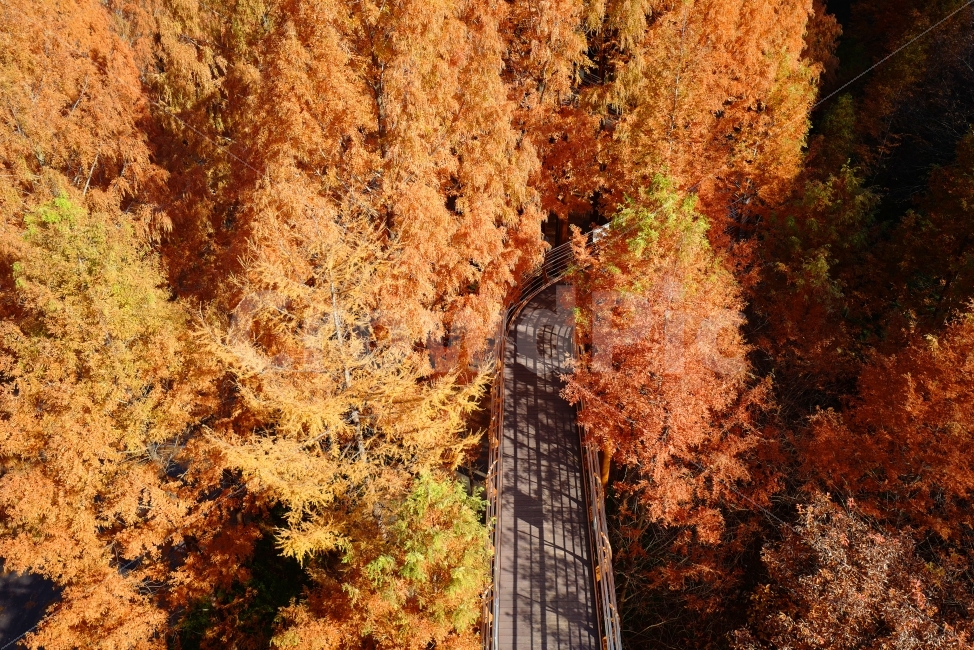가을길,메타세콰이어길,데크길,단풍,가을,길,가을,계절,fall,autumn,season,자연,풍경,nature,landscape,한국자연풍경,한국자연경관,korea nature landscape,교통,교통수단,traffic,transportation,tree,나무,plant,식물,maple