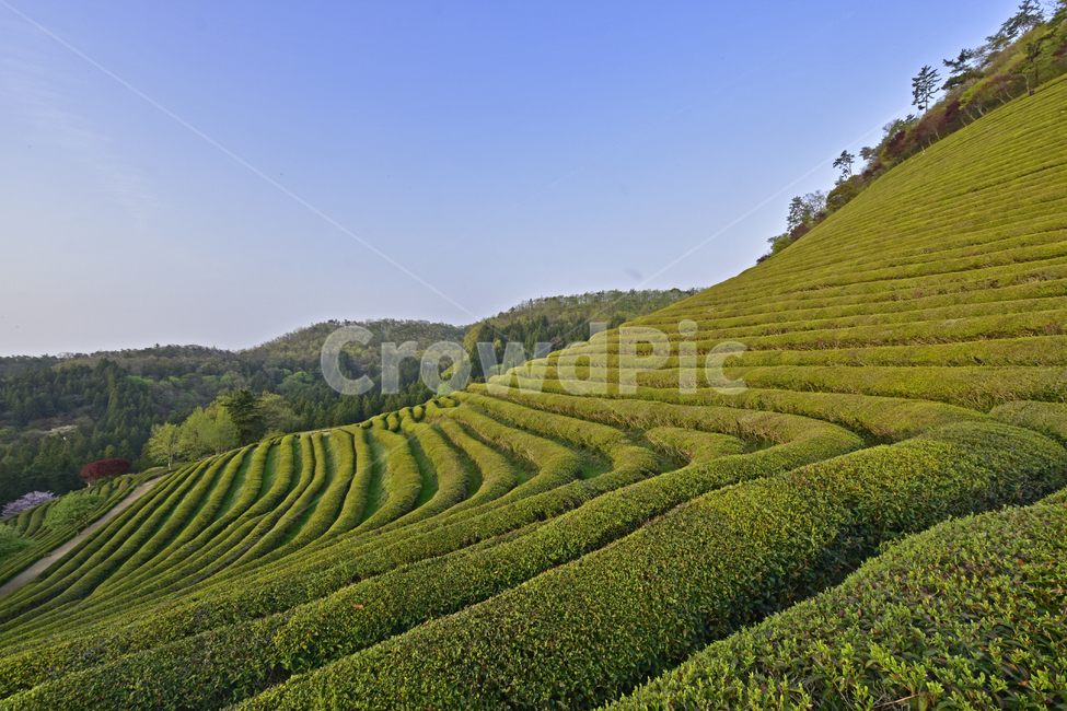 녹차,greentea,녹차밭,차밭,풍경,경치,녹색,국산차,평온,자연,풍경,nature,landscape,한국자연풍경,한국자연경관,korea nature landscape,outdoors,옥외
