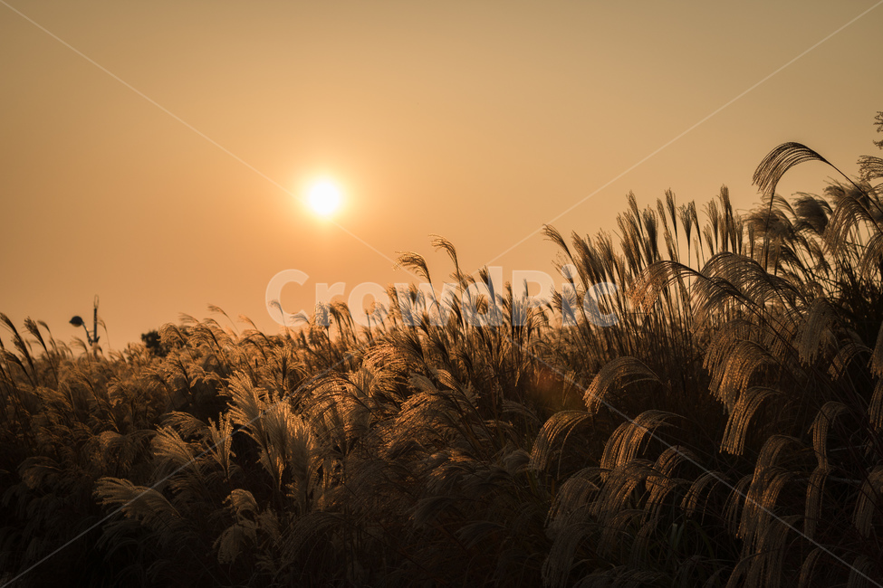 하늘공원,억새축제,억새,노을,갈대,가을,계절,fall,autumn,season,자연,풍경,nature,landscape,plant,식물,grass,잔디,lawn,reed