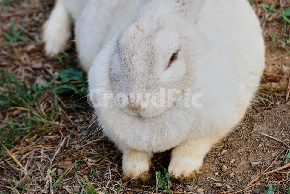 토끼,동물,야생,초식동물,포유류,자연,nature,rabbit,animal,야생동물,plant,식물,동물,animal,포유류,mammal
