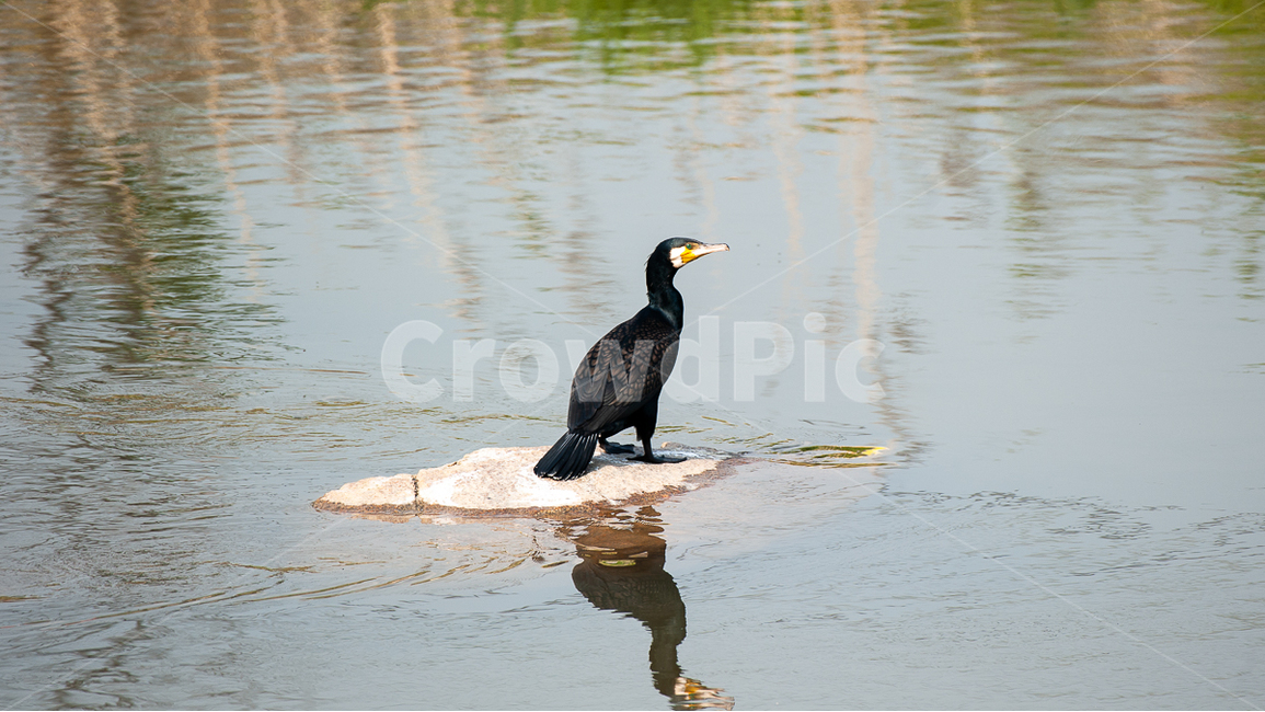 새,조류,가마우지,새사진,동물,자연,자연사진,생태,생태사진,bird,검은새,호수,강,날개,새날개,자연관찰,생태계,야생동물,야생체험,동물관찰,관찰,자연과학,동물,animal,조류,새,birds