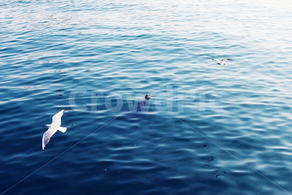 바다,갈매기,시원한,봄,부산,동물,animal,자연,풍경,nature,landscape,조류,새,birds,bird,water,물,outdoors,옥외