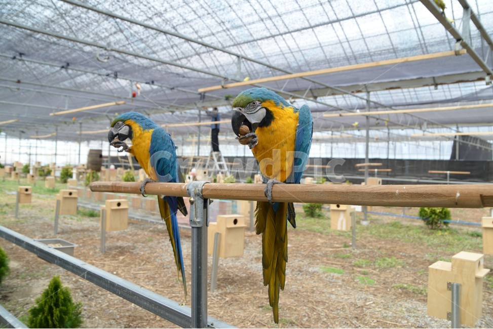 동물,새,앵무새,금강앵무,반려동물,동물,animal,조류,새,birds