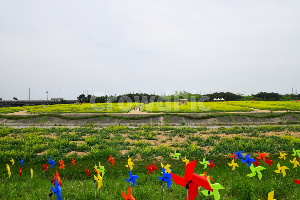field,들,outdoors,옥외,nature,자연,유채꽃,공원,바람개비,봄,봄,계절,spring,season