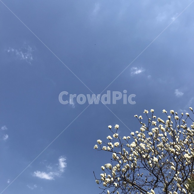 목련,하늘,꽃,풍경,봄,봄,계절,spring,season,자연,풍경,nature,landscape