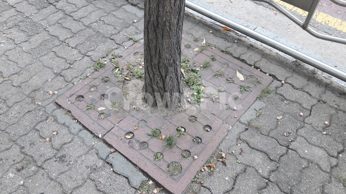 바닥,나무,도시,나무하단,자연
