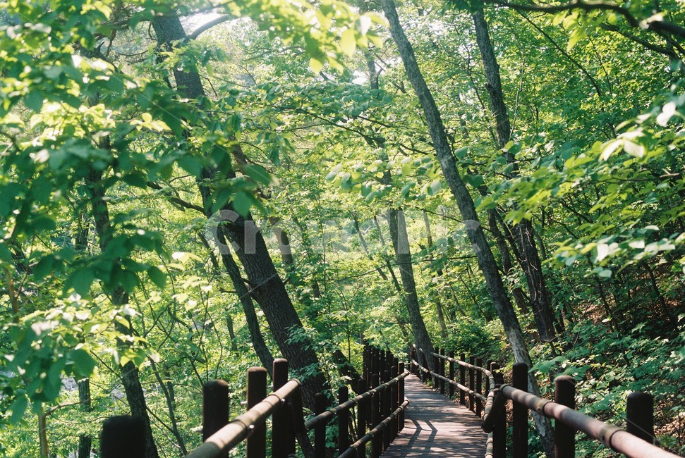 나무,산책로,여름,나뭇잎,잎,초록색,산